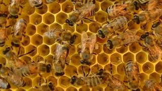 The Waggle Dance of the Honeybee 蜜蜂的搖擺舞 8字舞 [upl. by Frederique129]