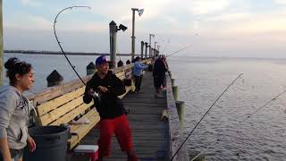 Black Drum Catch at Marker 37 in Corpus Christi [upl. by Ybot623]