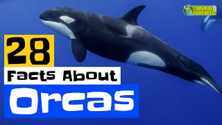 28 Facts About Orcas  Learn All About Orcas  Animals for Kids  Educational Video [upl. by Ayalahs]