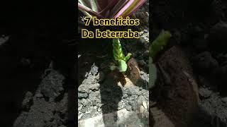 7 benefícios da beterraba [upl. by Ahsini974]