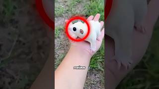 Pokémon en la vida real 😱 shorts [upl. by Rap]