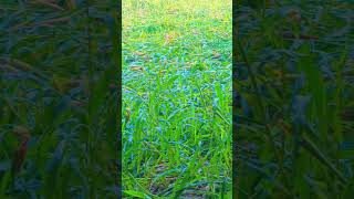 Chhajje upar boyo ri bajro song love dj new shortvideo agriculture प्रकृतिlove [upl. by Yecram]