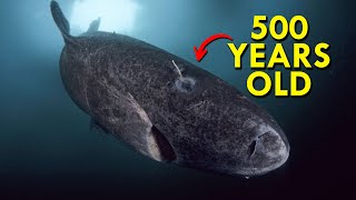 Greenland Shark The Shark That’s Twice As Old As America [upl. by Kerstin298]