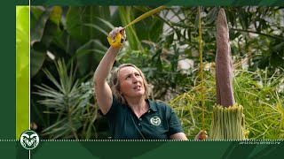 Rare Corpse Flower at CSU [upl. by Linskey123]