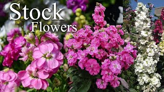 Growing Stock Flower Matthiola incana How to Grow Stock Flower Plants [upl. by Lsil]