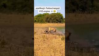 Warthog Turbo V16 engine 🙏SUBSCRIBE🙏 video warthog turbo v16engine kingofjungle [upl. by Shippee16]