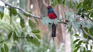 Birding Belize 2012 [upl. by Nahej]