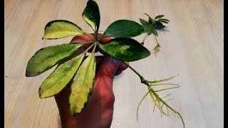 How to grow Schefflera plant from single leaf very easy [upl. by Ahsrats]