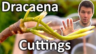 How to Grow Dracaena Plant from Cuttings  Dragon Tree Propagation [upl. by Orji941]