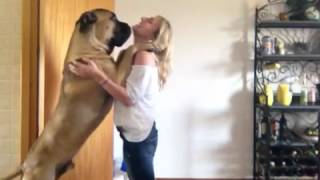 Dozer the tall Bullmastiff [upl. by Marmion]