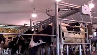 DeLaval Cascade™ Parallel Parlour  DeLaval [upl. by Atnauqahs]