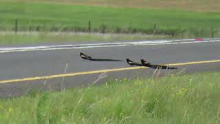 Longtailed Widowbird Euplectes p progne Bloemfontein South Africa 22 Nov 2022 14 [upl. by Yneffit831]