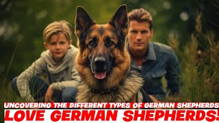 Uncovering the Different Types of German Shepherds [upl. by Schou5]