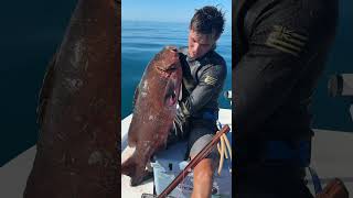 Nice Cubera snapper 40lbs spearfishing wildlife sick yeew yessirski [upl. by Miltie]