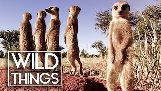 Meerkats In The Wild Episode 5 Of Kalahari Meerkats  Wild Things [upl. by Nollaf]