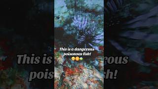 Dangerous and Poisonous Invasive Fish Fish OceanLife MarineLife [upl. by Ycnuahc442]