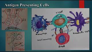 Antigen Presenting Cells MHC I MHC II Nonprofessional antigen presenting cells B7 molecules [upl. by Mixie957]