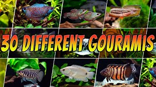 30 Rare amp Common Gouramis  Top Aquarium Gourami Types [upl. by Hebel586]