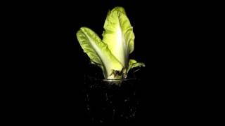 Growing ChicoryEndive Timelapse [upl. by Ociral]