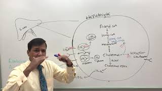 PCSK9 inhibitors Statins and LDL receptors [upl. by Ethelda]