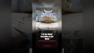 8 of the Oldest Crocodiles in the World youtubeshorts [upl. by Eenad]