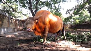 Wild Mithun Indian Bison Gaur Called Gayal In South Asia Video [upl. by Materse]