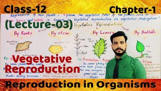 Vegetative Reproduction in Plants Class12chapter1lecture03 by roots stems leaves amp Bulbils [upl. by Nagud]