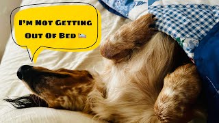 Stubborn dachshund stays UNDER COVERS while bed is being made Won’t get out of bed dog funny [upl. by Synn]