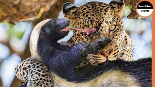 Honey Badger Shows The Leopard Whos The Boss [upl. by Lindemann]