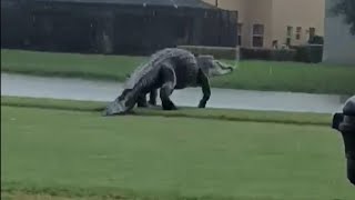 Massive Alligator on Florida Golf Course Looks Like Godzilla [upl. by Fons]