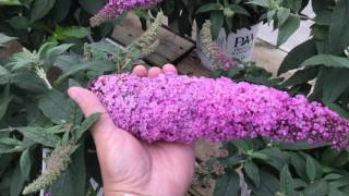 Pugster Pink™ Butterfly Bush [upl. by Eelasor]