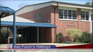 Bats in the Halls of Fruithurst Elementary School [upl. by Halyk301]