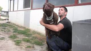 american bandog mastiff 65 months quotVANDAquot [upl. by Inattyrb]