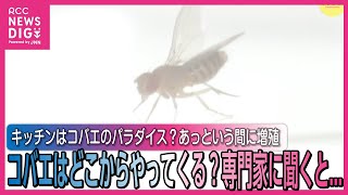 あっという間に増殖 コバエはどこからやってくる？ 専門家に聞くと… [upl. by Narba]