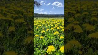 Amamos la primavera campo de flores de diente de león en Pulmarí [upl. by Htor]