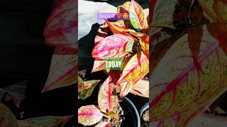 Aglaonema Legacy Growth plants colourful patience growth satisfaction full positivevibes [upl. by Karilynn]