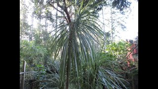 How to grow Cordyline australis [upl. by Adnicul]