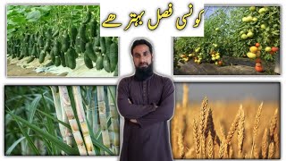 Profitable vegetables to grow Profitable farming What to grow hindiurdu IR FARM [upl. by Jone]