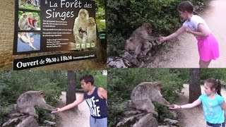 Rencontre avec les singes prés de Rocamadour [upl. by Callan]