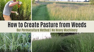 Turning Weeds Into Pasture Without Heavy Machinery Regenerative  Permaculture [upl. by Atled16]