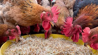 How to grow sprouted rice as chicken feed at home  Chicken Farm  Poultry farming [upl. by Boyer586]