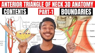 anterior triangle of neck anatomy 3d  digastric triangle anatomy  submental triangle anatomy [upl. by Petronille]