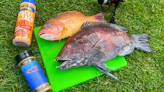 Catch n’ Cook Toothy Hogfish Hawaii Fishing [upl. by Erret127]