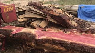 Sawing out a Big Eastern Red Cedar on the Timberking 1220 [upl. by Remliw]