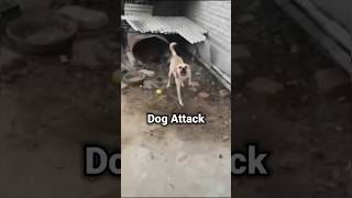 Dog Attack ❌ doglover techintelugu ravitechseries safety [upl. by Airres]