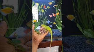 Iguana Pet🦎Playing TimeJIBIS PETS 💫youtubeshorts shortsfeed [upl. by Koffman925]