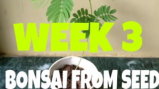 Memosa  Albizia Julibrissin bonsai  Bonsai from seed  Week 3 [upl. by Serica]