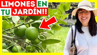 🍋12 CUIDADOS para tener un LIMONERO en MACETA 🪴¿Por qué se caen los frutos y flores [upl. by Hnacogn]