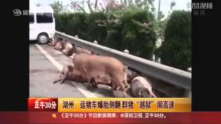 豚を運送するトラックが高速道路で横転事故＝中国 [upl. by Danae]