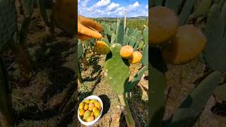 Cactus Farming in China 🇨🇳 shorts [upl. by Esoranna836]